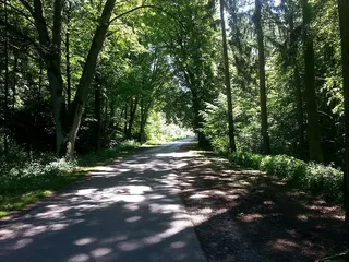 森林，林间小路，道路，氛围，心情，自然，树木，户外