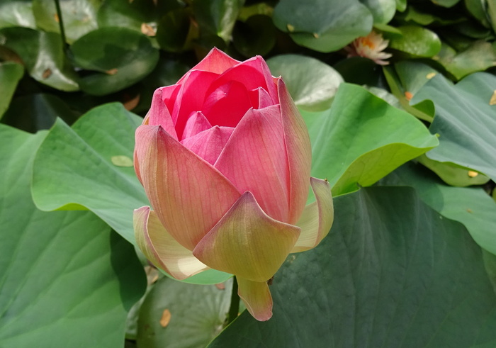 莲花，花朵，粉色，莲藕，荷花，花蕾，圣莲，东印度莲花