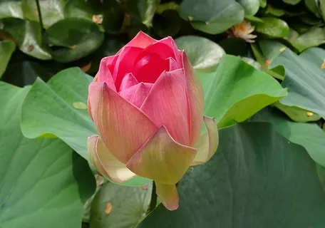 莲花,花朵,粉色,莲藕,荷花,花蕾,圣莲,东印度莲花 莲花,花朵,粉色,莲藕,荷花,花蕾,圣莲,东印度莲花