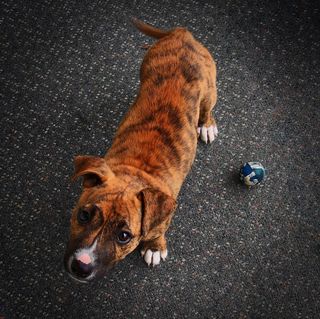 宠物，狗，哺乳动物，狗，动物，皮带，猫，manx