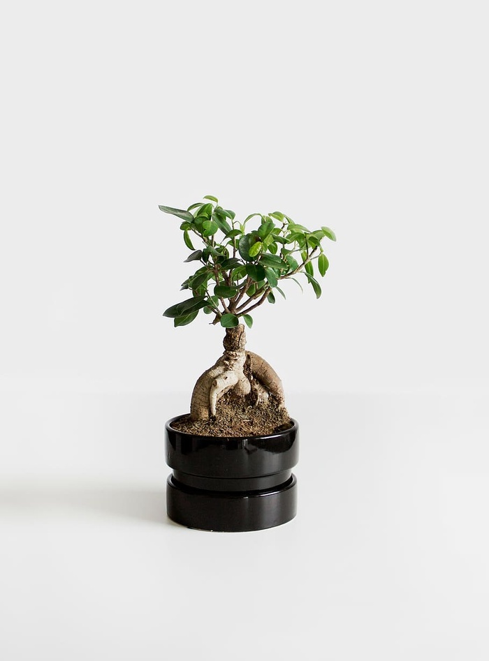 绿叶植物，绿色，多叶，植物，黑色，盆栽，静物，物品