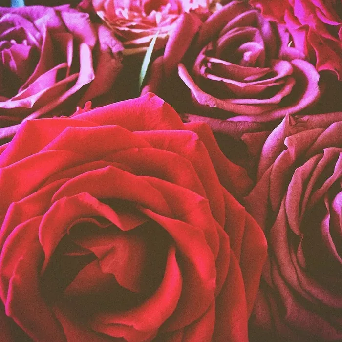 花朵，粉色，红色，红花，红玫瑰，玫瑰，花朵，全框架