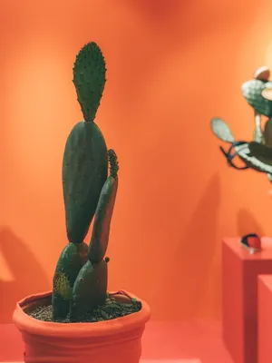 盆栽绿色仙人掌，植物，仙人掌，奶油，糖霜，甜点，蛋糕