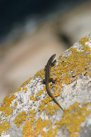 西班牙，illas cíes，动物，蜥蜴，石头，岛屿，大自然，野生动物