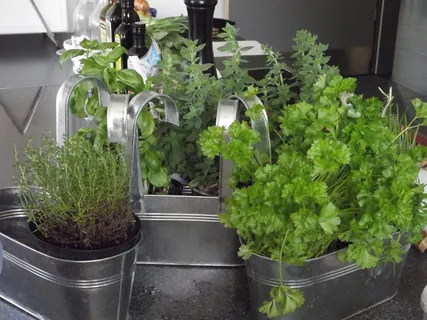 绿叶植物,草本植物,草本植物,香料,美味,地中海,食品,健康 绿叶植物,草本植物,草本植物,香料,美味,地中海,食品,健康