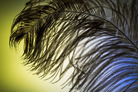 斯特劳斯春天，春天，放松，斯特劳斯，关闭，鸟羽毛，春季连衣裙，羽毛