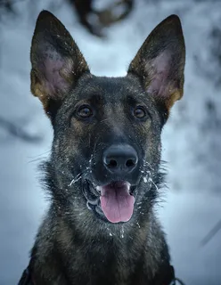 狗，宠物，雪，霜，动物，一个动物，狗，动物主题