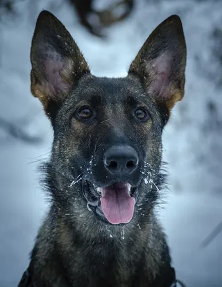 狗，宠物，雪，霜，动物，一个动物，狗，动物主题