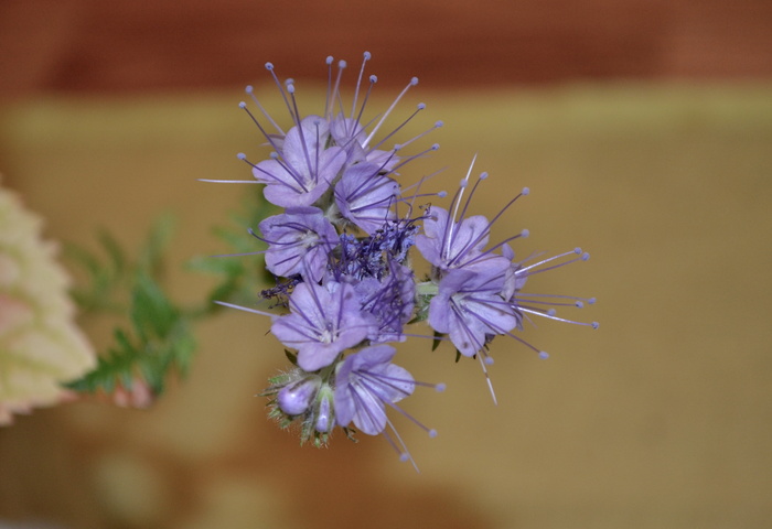 flora，flower，flowers，室内，浅蓝色，春天，自然，植物