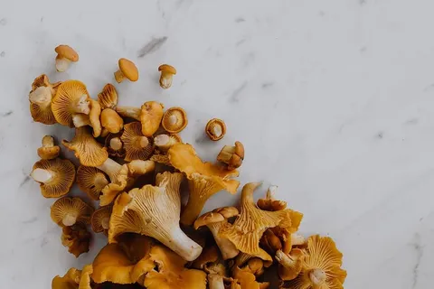在树林里采蘑菇 在树林里采蘑菇