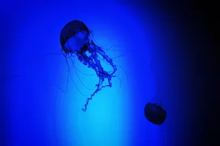 水母, 水族馆, 自然, 海洋生活, 水, 蓝色, 剪影, Vscocam