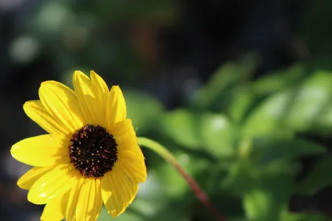 花,黄色,粉色,花卉,自然,绿色,植物,植物 花,黄色,粉色,花卉,自然,绿色,植物,植物