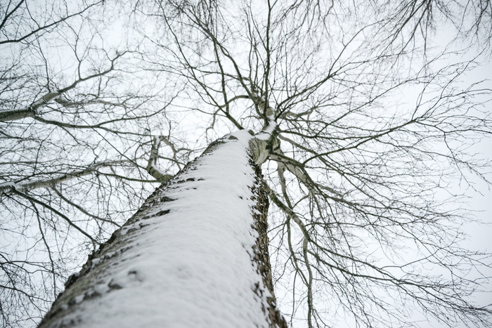 白雪覆盖的干树低角度照片