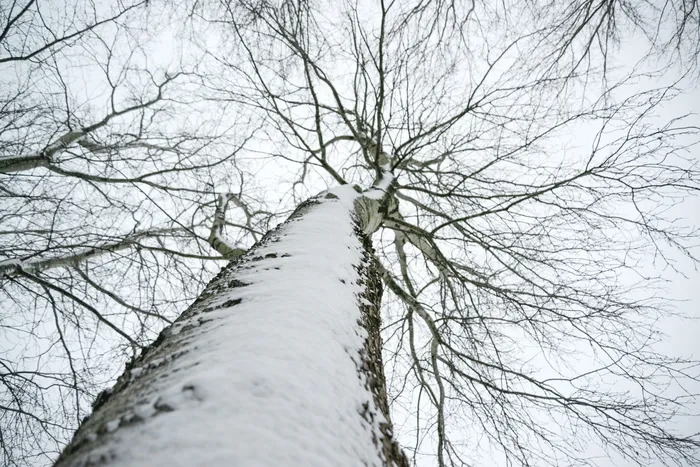 白雪覆盖的干树低角度照片