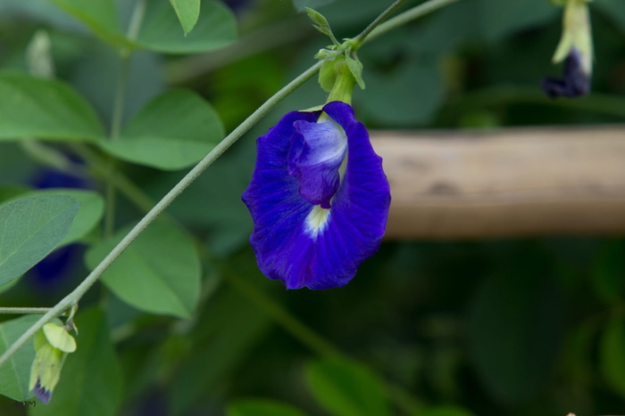 豌豆花、绿色、花朵、果实、秋叶、翅膀、白蝴蝶、树梢