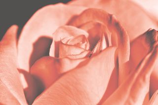 玫瑰，玫瑰开花，开花，开花，一滴水，滴水，花，多花的