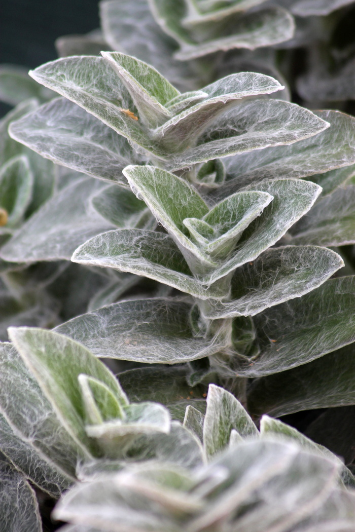 植物，balkonnövény，丝质，树叶，绿色，绿叶，自然，花园