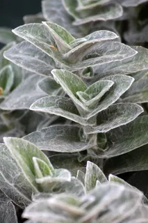 植物，balkonnövény，丝质，树叶，绿色，绿叶，自然，花园