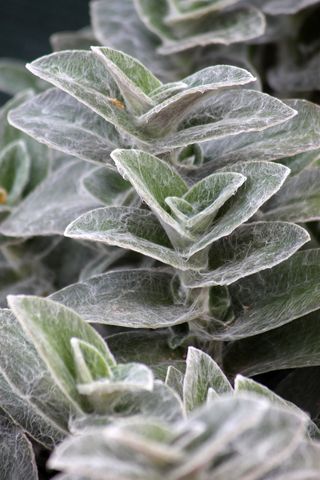 植物，balkonnövény，丝质，树叶，绿色，绿叶，自然，花园