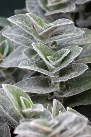 植物，balkonnövény，丝质，树叶，绿色，绿叶，自然，花园