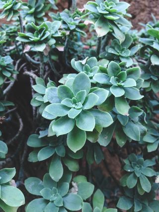 肉质植物，绿色植物，壁纸，iphone，图案，生长，植物，植物部分