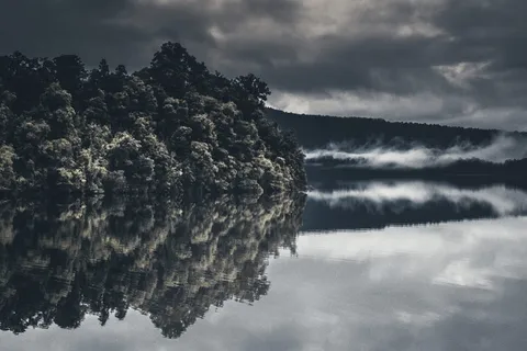 新西兰，弗朗兹·约瑟夫冰川，森林，雾，云，树木，景观，自然