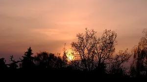 雾，雾，太阳，日落，树，剪影，树，自然