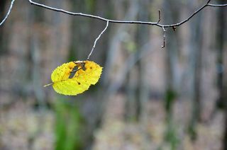 叶子，秋天，自然，五颜六色，森林，木头，光，秋天