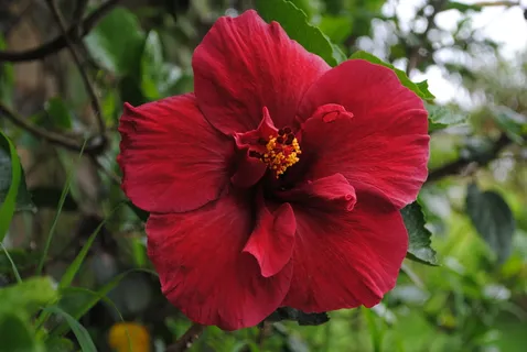 玫瑰，花朵，花园，玛格丽特，花朵，红色，自然，植物