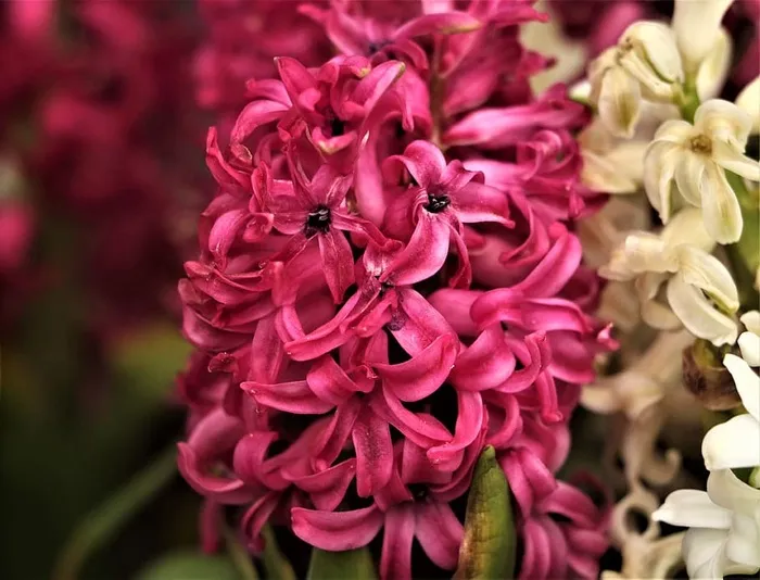 花，百合，花，植物，天然，开花，开花，花瓣