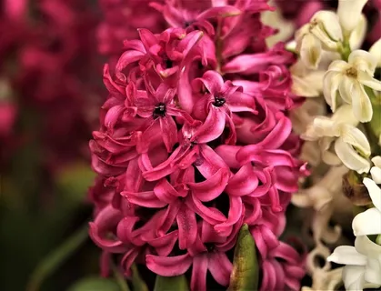 花,百合,花,植物,天然,开花,开花,花瓣 花,百合,花,植物,天然,开花,开花,花瓣