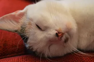 猫，睡眠，疲劳，动物，宠物，甜食，米兹，小猫