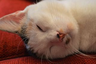 猫，睡眠，疲劳，动物，宠物，甜食，米兹，小猫