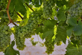 美国，纳帕，葡萄，葡萄园，纳帕谷，叶子，水果，葡萄