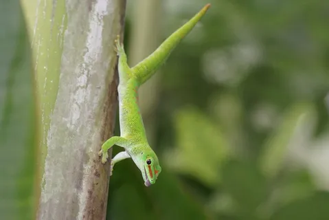 爬行动物,马达加斯加壁虎,穿山甲,绿色,绿色,野生动物,蜥蜴,一种动物 爬行动物,马达加斯加壁虎,穿山甲,绿色,绿色,野生动物,蜥蜴,一种动物