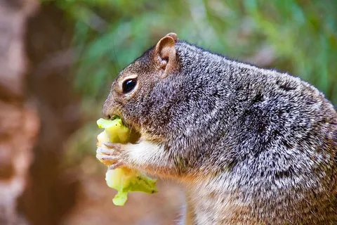 美国,狭窄,特写,动物,公园,国家,锡安,食品 美国,狭窄,特写,动物,公园,国家,锡安,食品
