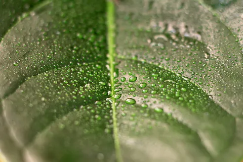绿色、叶子、填充、水滴、珍珠、植物、雨水、自然