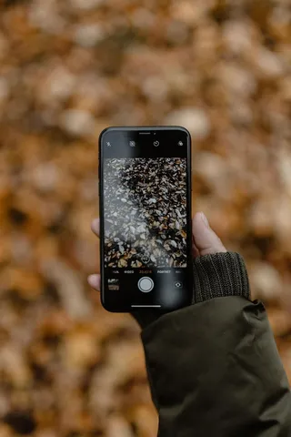 秋天在雾天向森林走去