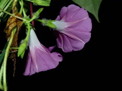 花,早晨,荣耀,荣耀,植物,花,开花植物,新鲜度 花,早晨,荣耀,荣耀,植物,花,开花植物,新鲜度