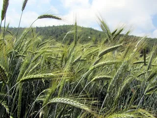 小麦，穗，农业，植物，生长，谷类植物，景观，田地