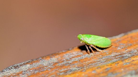 昆虫，刺，巨，奇怪的昆虫，繁殖，怪人，自然，奇怪