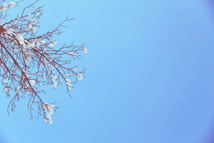 蓝色，天空，冬天，雪，树枝，树木，阳光，圣诞节