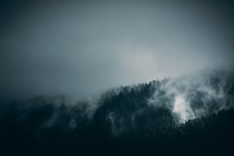 烟雾缭绕的绿树 烟雾缭绕的绿树