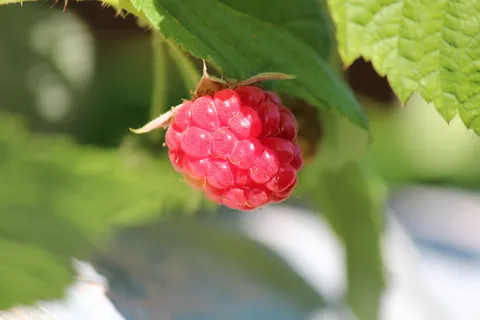 水果,覆盆子,食品,水果,新鲜,夏天,浆果,维生素 水果,覆盆子,食品,水果,新鲜,夏天,浆果,维生素