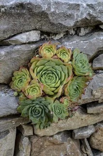 肉质,肉质,植物,自然,墙壁,皮埃尔,石头,绿色 肉质,肉质,植物,自然,墙壁,皮埃尔,石头,绿色