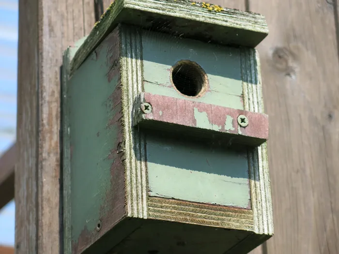 鸟舍、鸟类、自然、白天、户外、无人、特写、低角度视图
