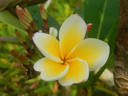 花,鸡蛋花,植物,开花植物,脆弱,自然之美,脆弱,特写 花,鸡蛋花,植物,开花植物,脆弱,自然之美,脆弱,特写