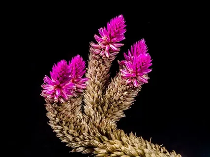 花,花,野花,花,近距离,黑色背景,无人,摄影棚拍摄 花,花,野花,花,近距离,黑色背景,无人,摄影棚拍摄