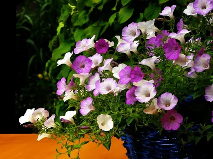 选择性，聚焦摄影，白色，紫色，花瓣花，矮牵牛花，花，花朵