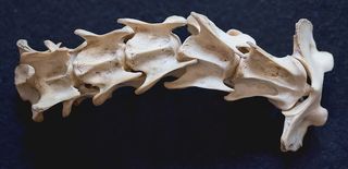 脊骨，黑色，纺织品，福斯，脊柱，死亡，骨头，凡人